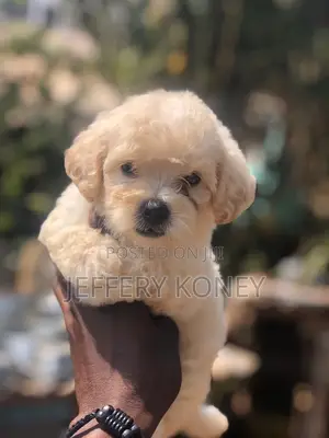 1-3 months Male Purebred Poodle
