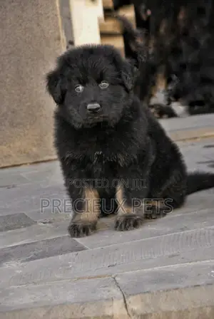 1-3 months Male Purebred German Shepherd