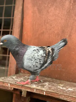 Male Modena Pigeons