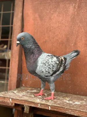 Male Modena Pigeons