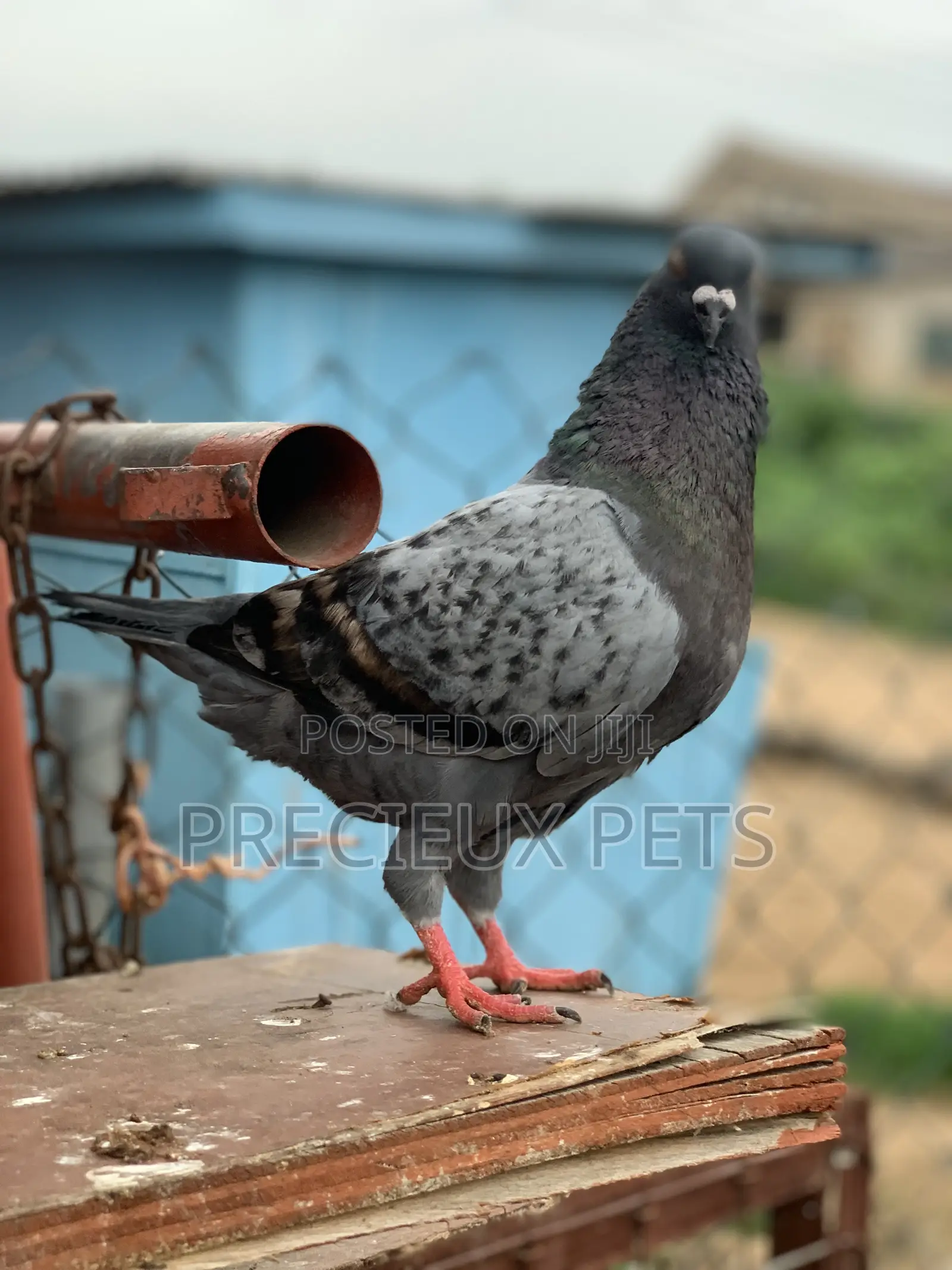 Male Modena Pigeons