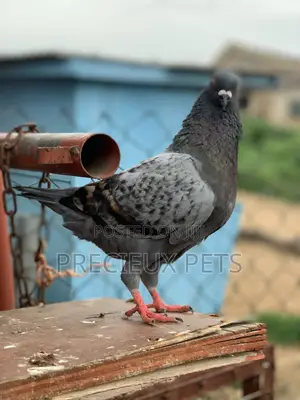 Male Modena Pigeons