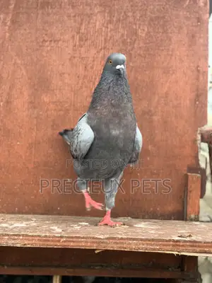 Male Modena Pigeons