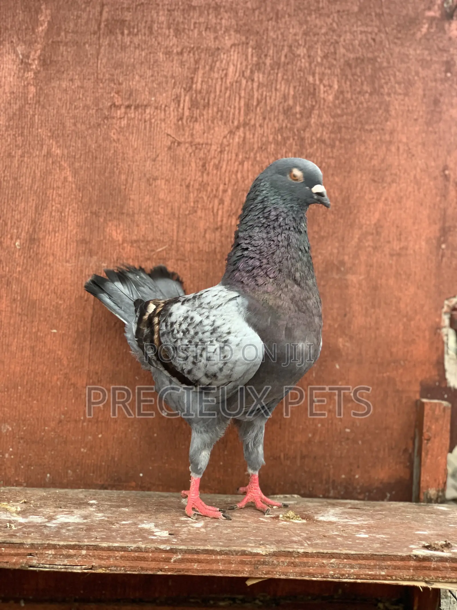 Male Modena Pigeons