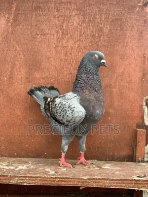 Male Modena Pigeons