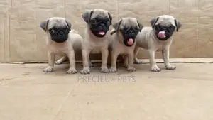 1-3 months Female Purebred Pug