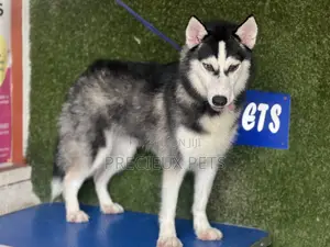 6-12 months Female Purebred Siberian Husky