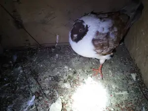 Chico Mixed Modena Fancy Pigeon