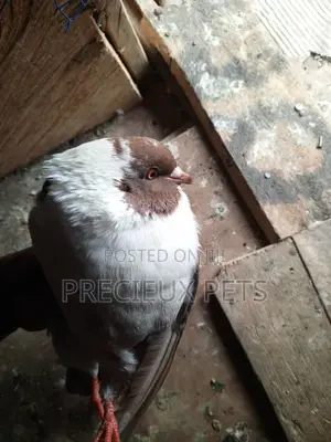 Chico Mixed Modena Fancy Pigeon