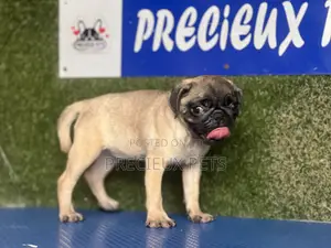 1-3 months Female Purebred Pug