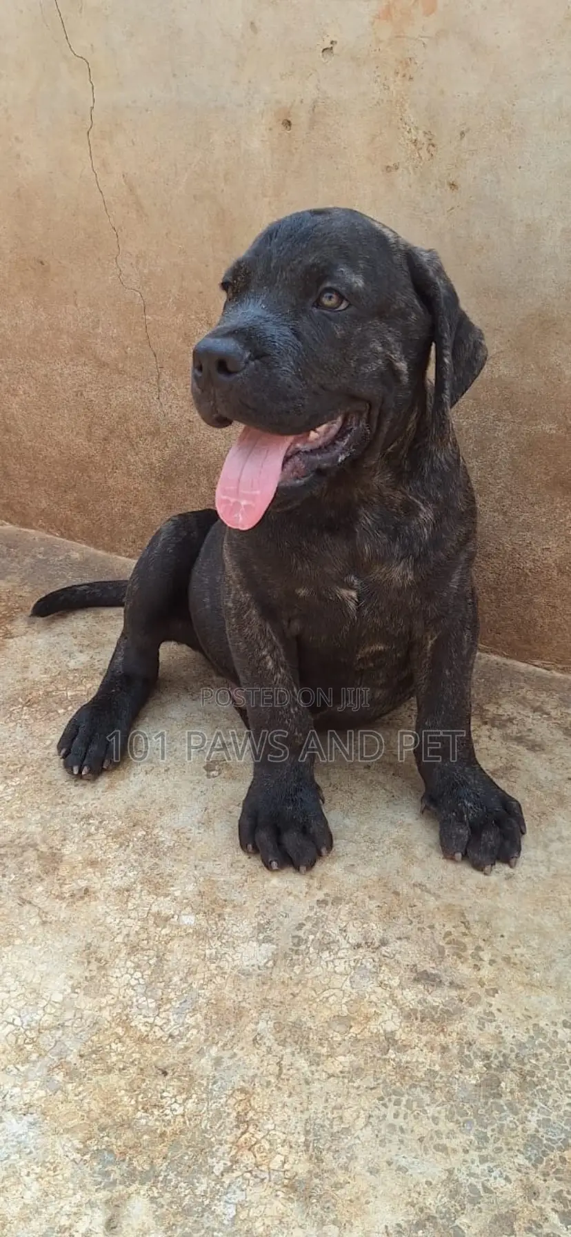 3-6 months Male Purebred Boerboel