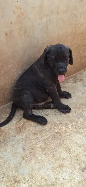 3-6 months Male Purebred Boerboel
