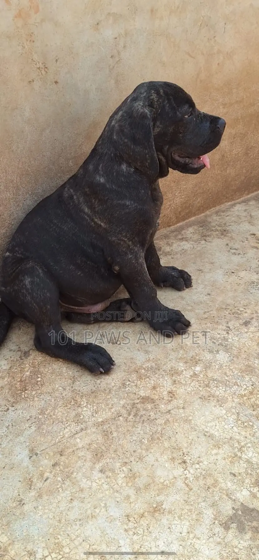 3-6 months Male Purebred Boerboel