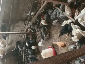 Young Exotic Local Organic Guinea Fowls,All Sizes Availabl