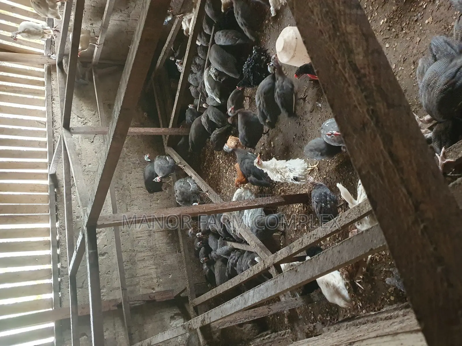 Young Exotic Local Organic Guinea Fowls,All Sizes Availabl