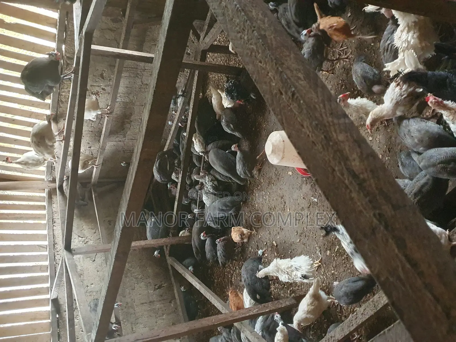 Young Exotic Local Organic Guinea Fowls,All Sizes Availabl
