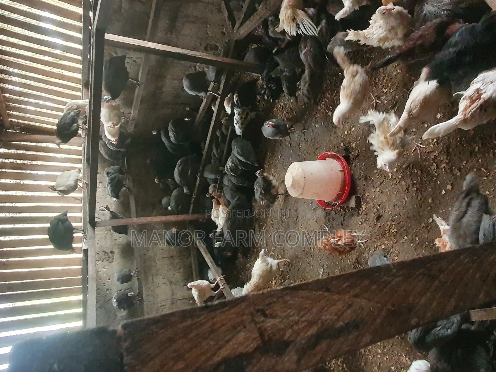 Young Exotic Local Organic Guinea Fowls,All Sizes Availabl