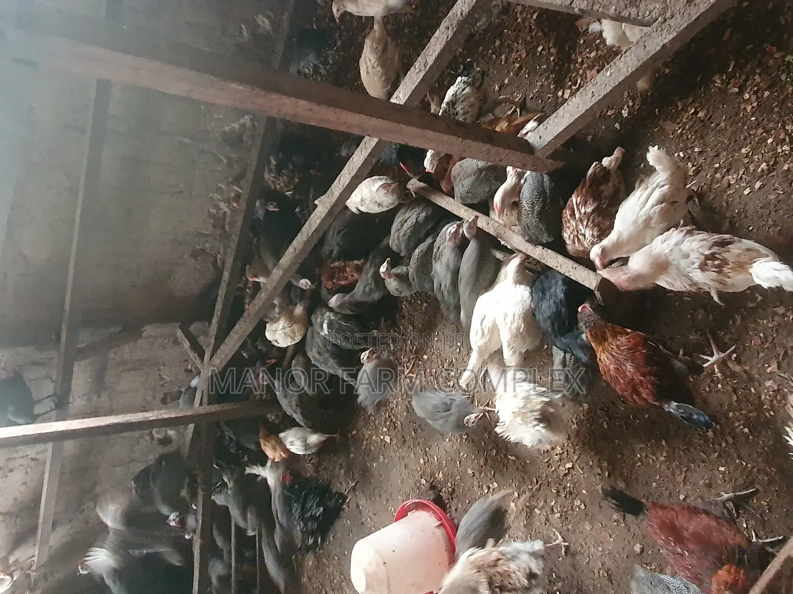 Young Exotic Local Organic Guinea Fowls,All Sizes Availabl