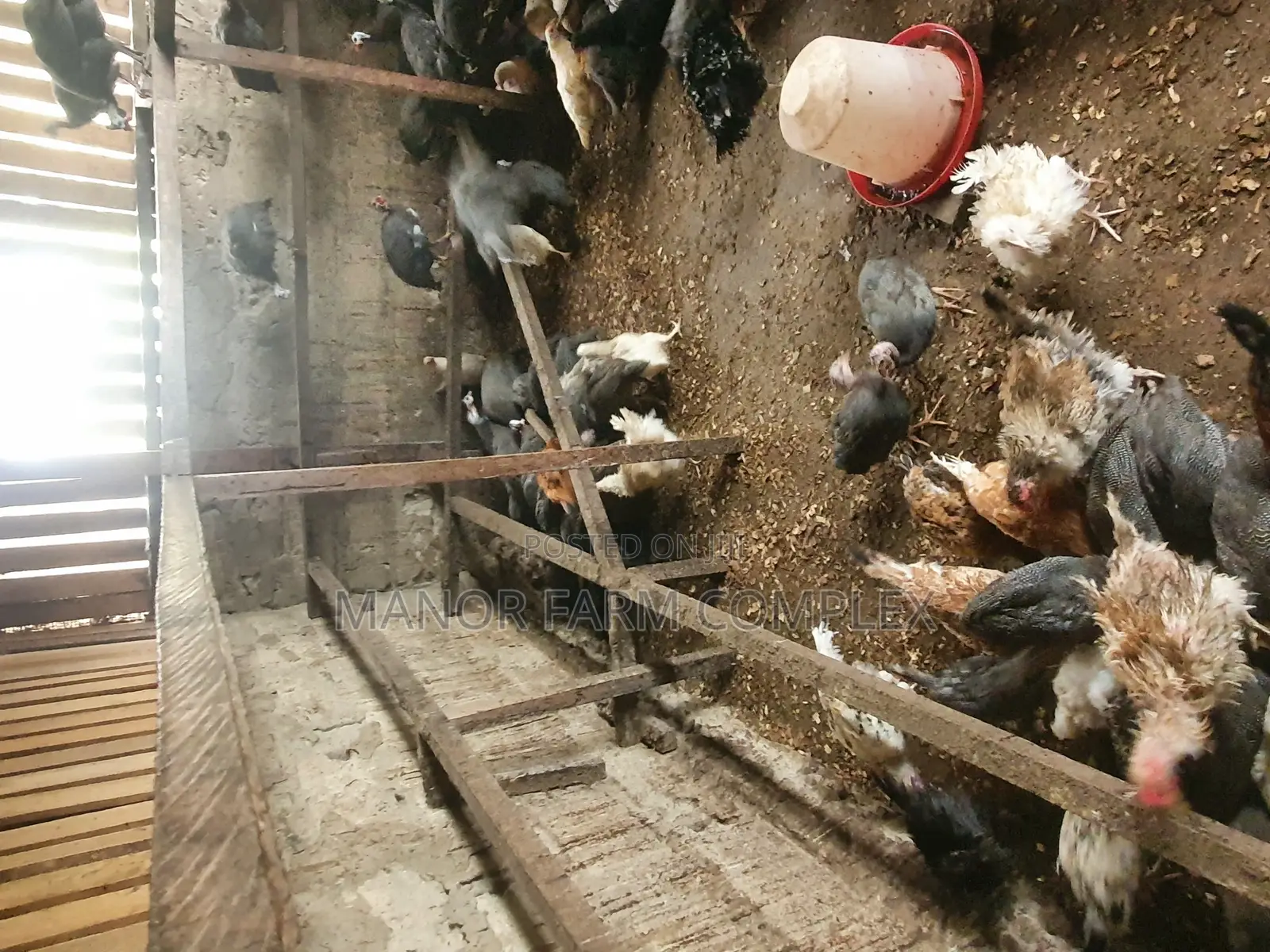 Young Exotic Local Organic Guinea Fowls,All Sizes Availabl
