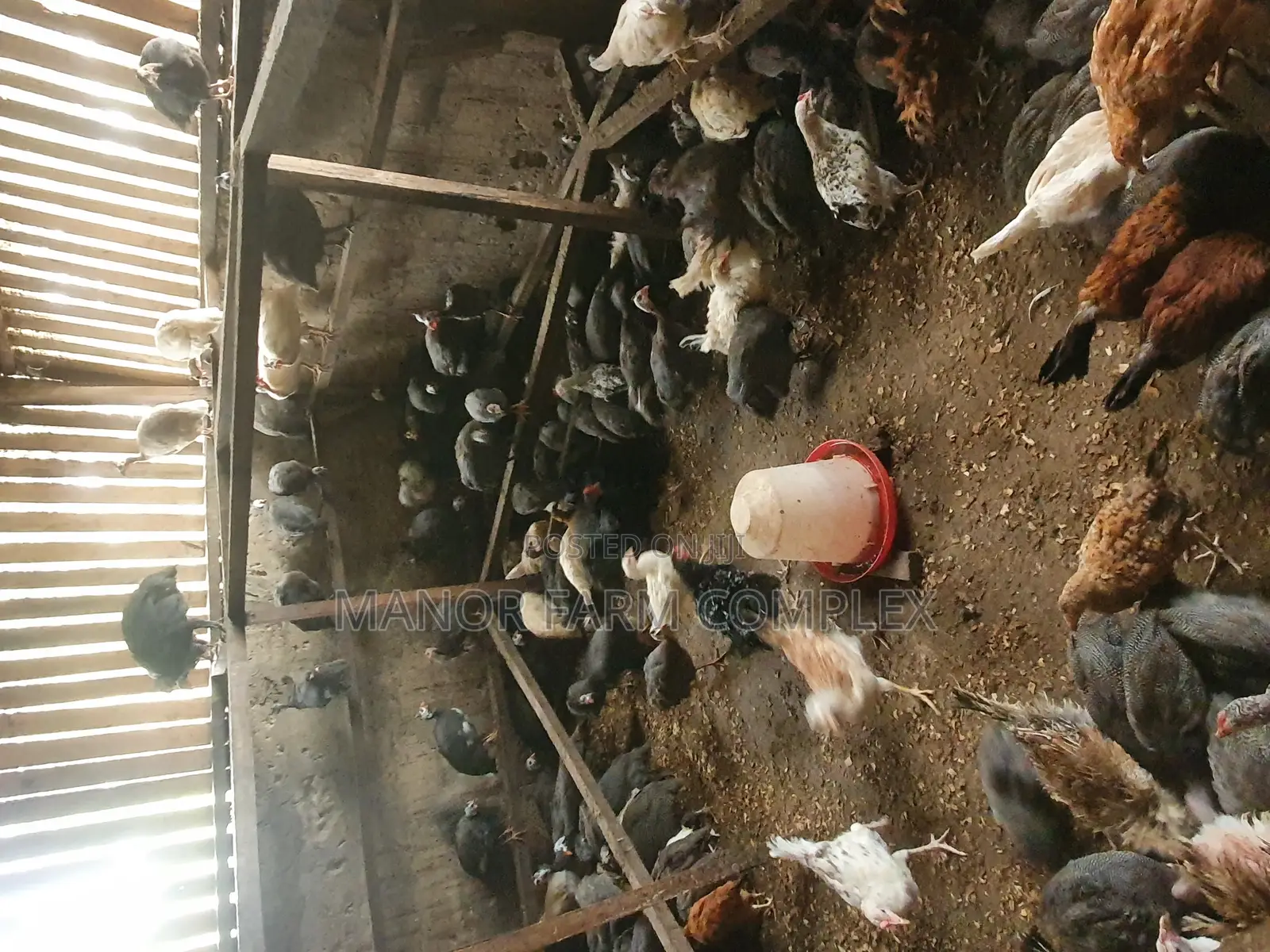Young Exotic Local Organic Guinea Fowls,All Sizes Availabl