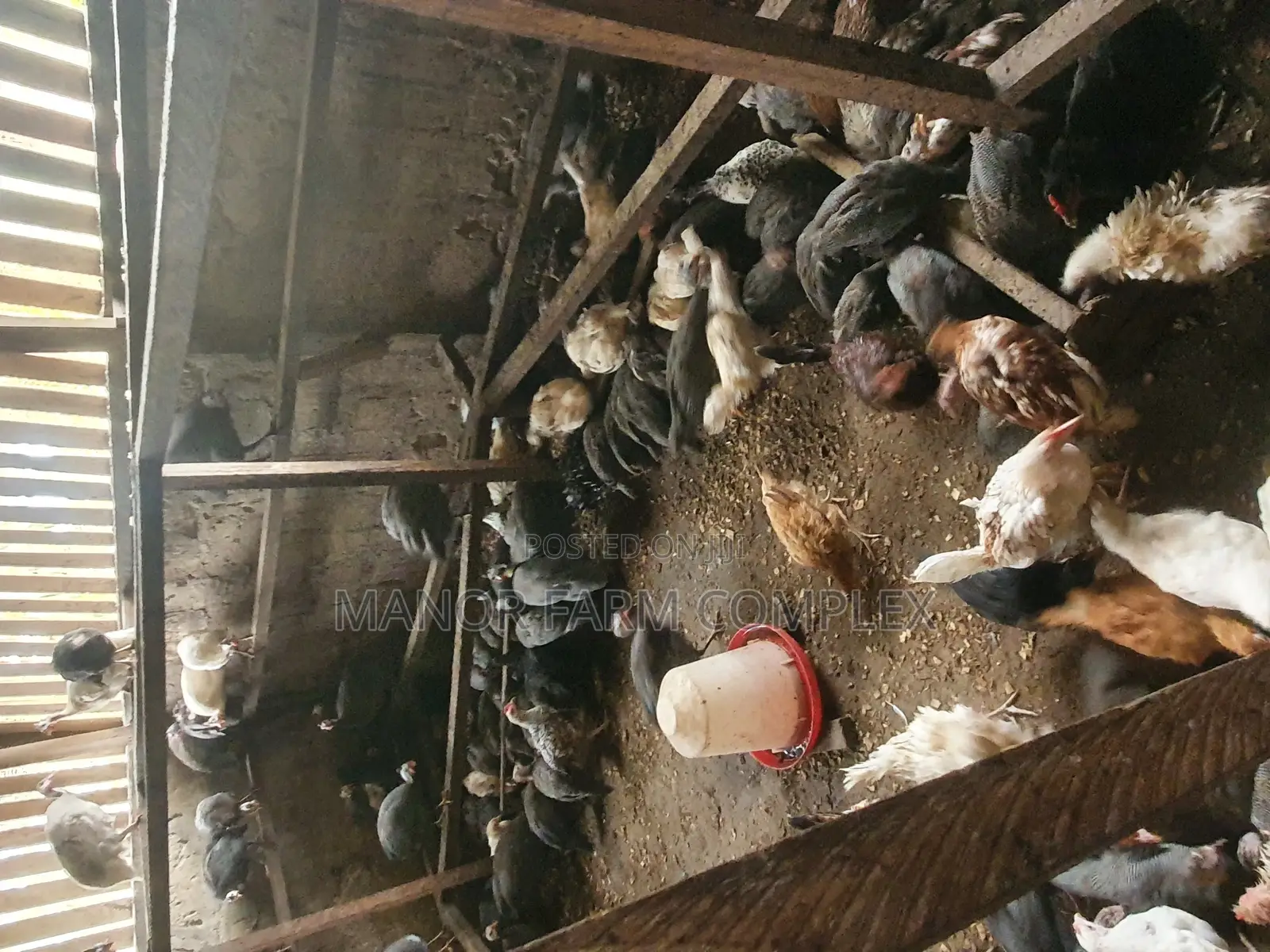 Young Exotic Local Organic Guinea Fowls,All Sizes Availabl