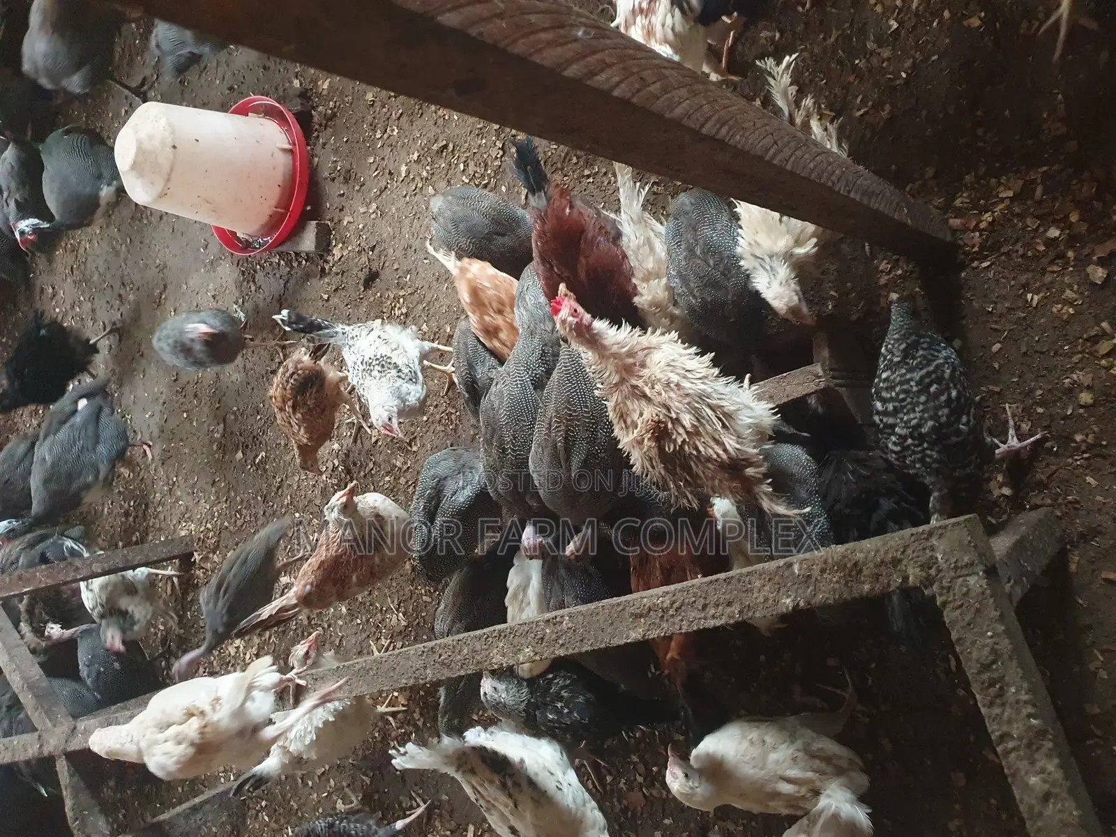 Young Exotic Local Organic Guinea Fowls,All Sizes Availabl