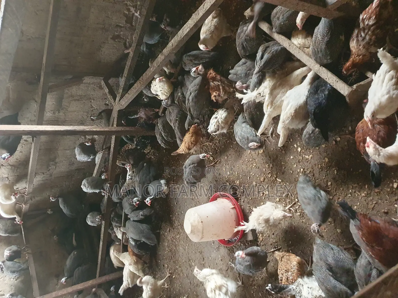 Young Exotic Local Organic Guinea Fowls,All Sizes Availabl