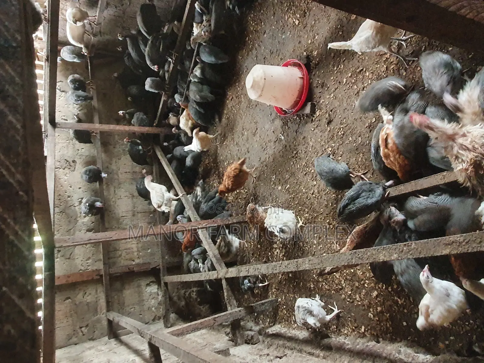 Young Exotic Local Organic Guinea Fowls,All Sizes Availabl