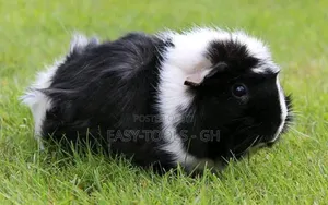 Foreign Guinea Pigs (READ DESCRIPTION PLEASE )
