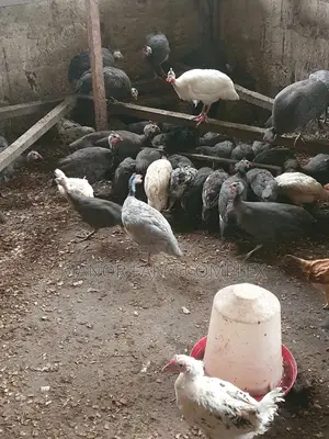Young Exotic Local Organic Guinea Fowls,All Sizes Availabl