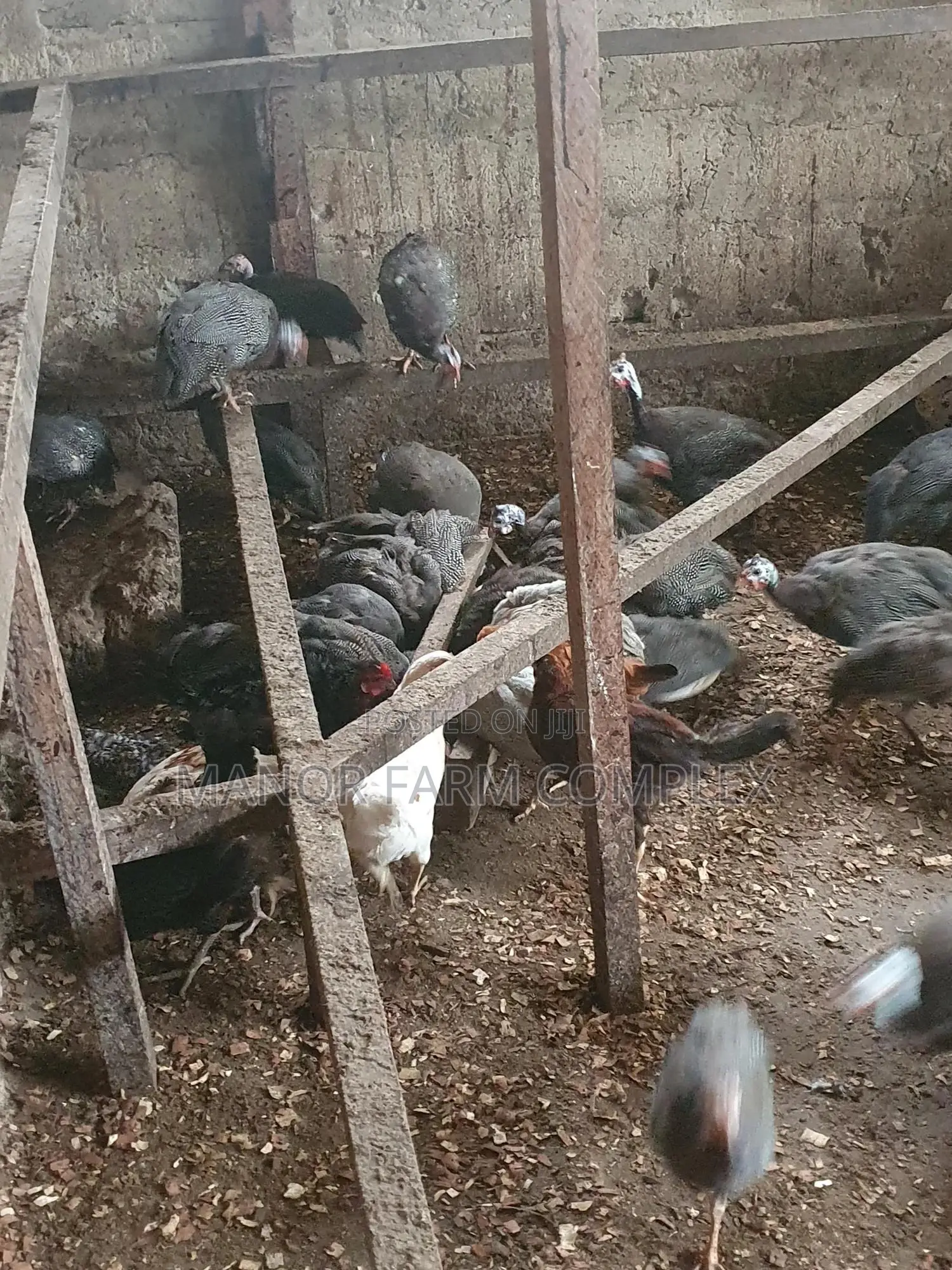 Young Exotic Local Organic Guinea Fowls,All Sizes Availabl