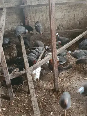 Young Exotic Local Organic Guinea Fowls,All Sizes Availabl