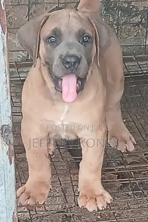 1-3 months Female Purebred Boerboel