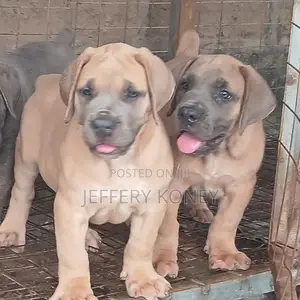 1-3 months Female Purebred Boerboel