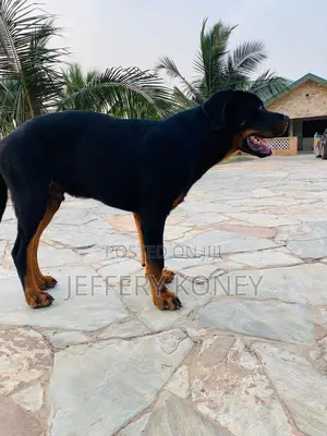 6-12 months Male Purebred Rottweiler