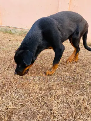6-12 months Male Purebred Rottweiler