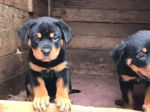 1-3 months Female Purebred Rottweiler