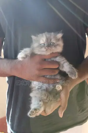 1-3 months Female Purebred Persian