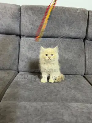 1-3 months Female Purebred Persian
