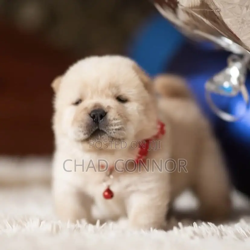 1-3 months Male Purebred Chow Chow
