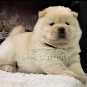 1-3 months Male Purebred Chow Chow