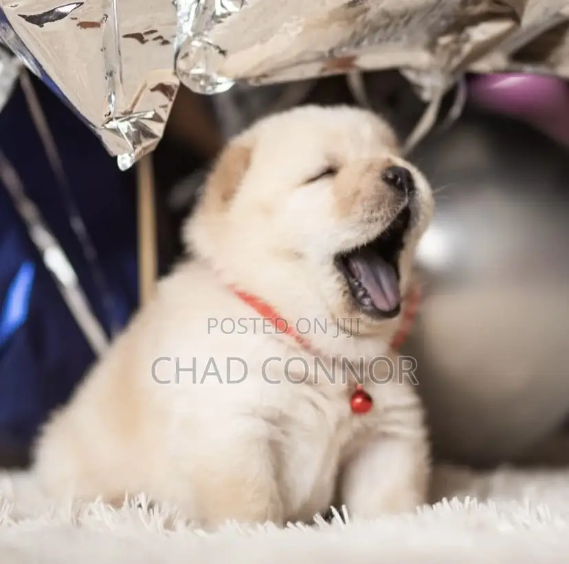 1-3 months Male Purebred Chow Chow