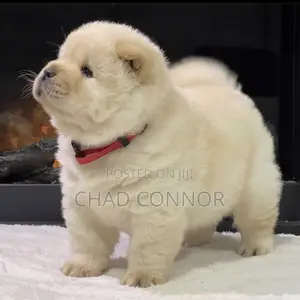 1-3 months Male Purebred Chow Chow