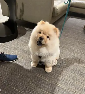 1-3 months Male Purebred Chow Chow