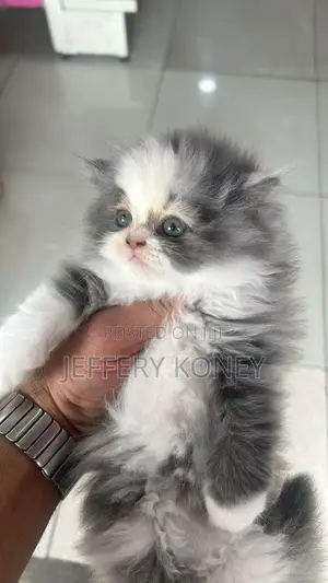1-3 months Female Purebred Persian