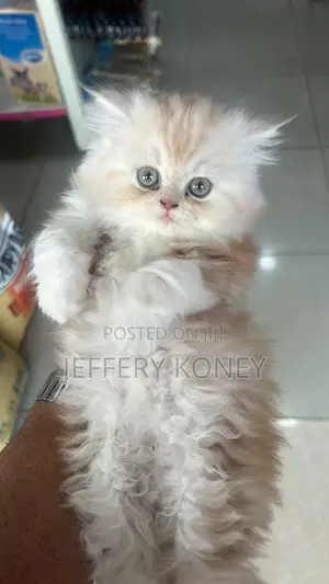 1-3 months Female Purebred Persian