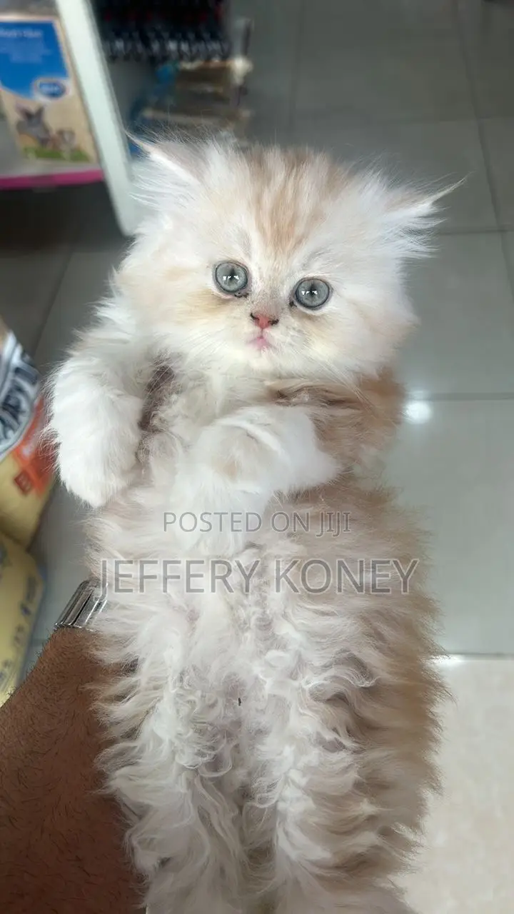 1-3 months Female Purebred Persian