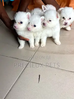1-3 months Male Purebred Japanese Spitz