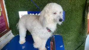 1+ year Female Purebred Poodle