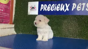 1-3 months Male Purebred Maltipoo